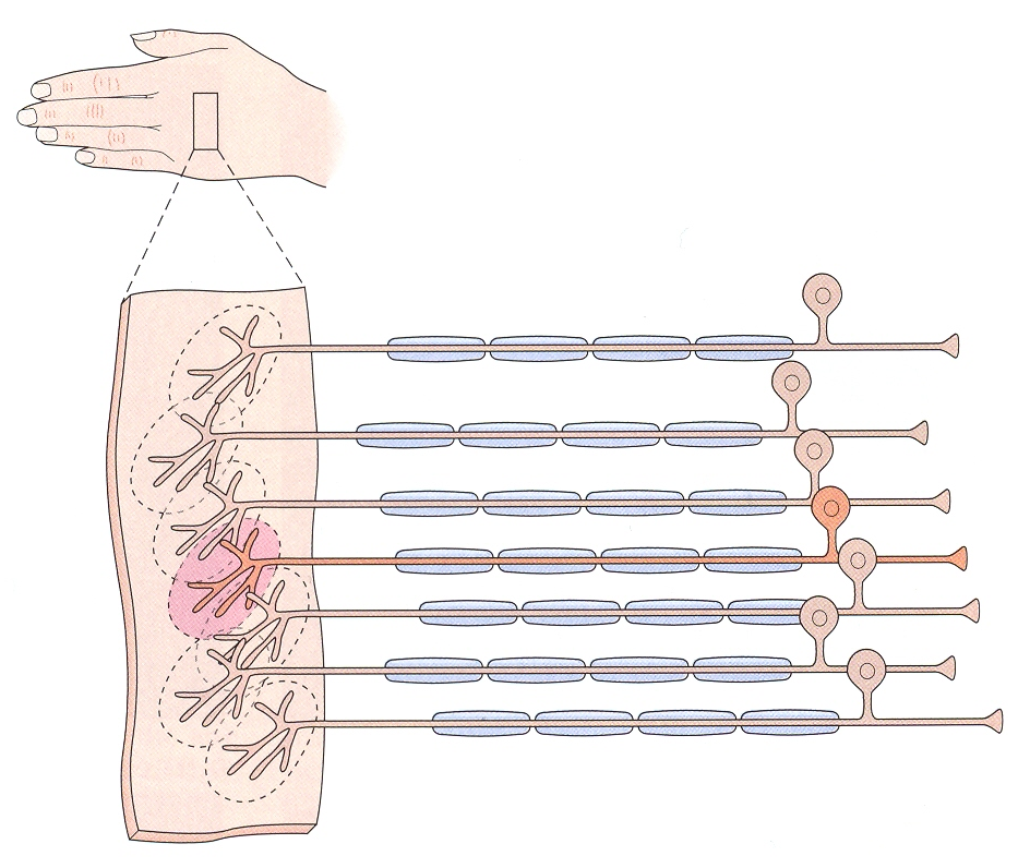 Grundlegende Verschaltungen: 1:1-Verschaltung Die Aktivität eines präsynaptischen Neurons wird gewichtet an ein postsynaptisches Neuron übertragen präsynaptisch postsynaptisch + - + -