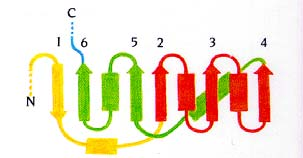 17. Welche Verbindungsvarianten zwischen vier antiparallelen β-strängen sind möglich? Zu welcher der drei Topologie-Familien für antiparallele β-faltblätter gehören sie?