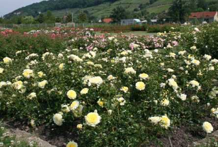 `Solero` Kordes, 2007 -Höhe x Breite: 70 x 70-3 Pflanzen/m² -80% Bodendeckung -große gelbe, stark gefüllte Blüten