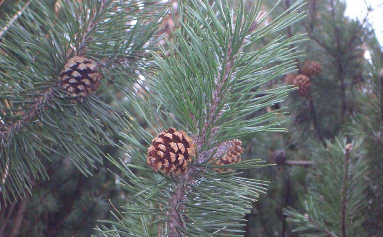 Berg-Föhre Pinus mugo Wuchshöhe: 25 m Licht: Boden: Blütezeit: Blütenfarbe:
