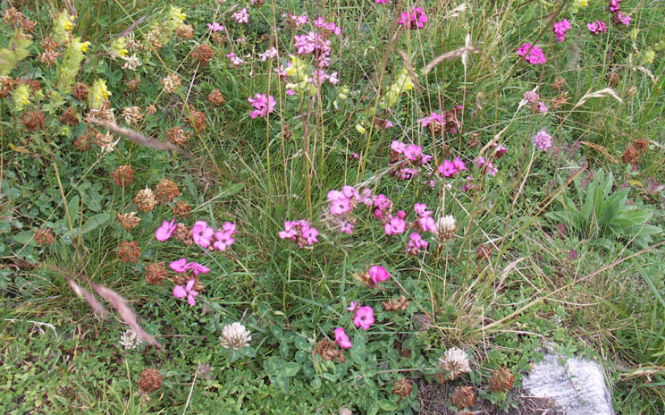 Gewöhnliche Kartäuser-Nelke Dianthus carthusianorum Wuchshöhe: 45 cm Licht: sonnig Boden: trocken
