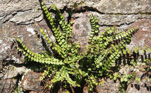 Braunstieliger Streifenfarn Asplenium trichomanes Wuchshöhe: 20 cm Licht: Boden: Blütezeit: Blütenfarbe:
