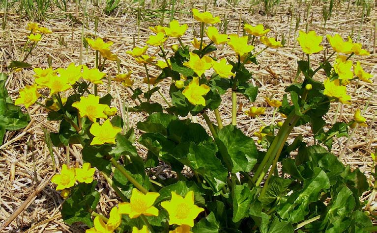 Sumpf-Dotterblume Caltha palustris Wuchshöhe: 50 cm Licht: halbschattig Boden: nass Blütezeit: März - Mai