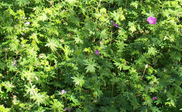 Blutroter Storchenschnabel Geranium sanguineum Wuchshöhe: 50 cm Licht: halbschattig Boden: trocken