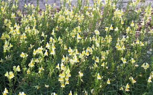 Gewöhnliches Leinkraut Linaria vulgaris Wuchshöhe: 70 cm Licht: sonnig Boden: trocken Blütezeit: