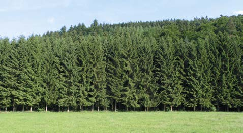 Vor allem die Waldaußenränder erfüllen die folgenden Aufgaben: Schutz vor Wind und Sonne Die Wälder sind stark klimatischen Einflüssen, wie Sturm, Wind und Sonne, ausgesetzt bedingt durch ihr