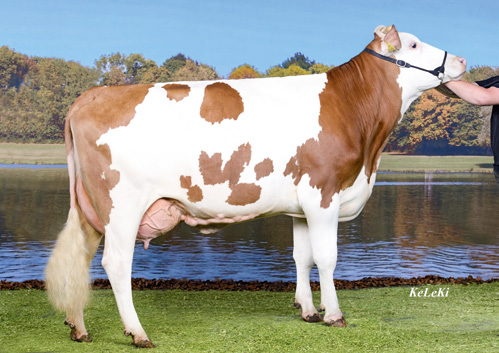 Die leistungsstärksten Herden der Hauptrasse Fleckvieh 2016 Name Straße Ort Kühe Milch F % E % FE kg Schwarzlmüller Franz Kraberg 14 4596 Steinbach an der Steyr 35,1 11.