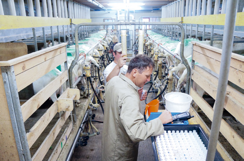Qualität und Sicherheit für Ihren Betrieb Milchleistungsprüfung bei Schafen Die Strukturentwicklung bei Schafen ist leicht steigend.