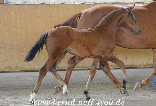 Züchter: ZG Schneckenburger - Kreller, 78532 Tuttlingen thomas.schneckenbureger@meisterbaeckerei.de Tel.: 01713393341 oder 07461/9493-0 Stutfohlen, Braun, geb.: 09.03.