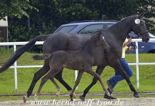 Hengstfohlen, Fuchs, geb.: 10.05.2015 Abstammung: Escolar - Acordelli - Alexis - Calypso III Züchter: Hubertus Schmidt, 79206 Breisach Tel.