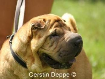 Nero, geb. 25.10.10, ist kastriert. Er befidet sich im Tierheim Odenwald. Der Shar Pei ist ein Hund mit einem sehr individuellen Charakter.