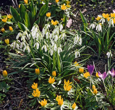 56 Pflanzen für den Naturgarten Bunte Zwiebel- und Knollenblumen Krokus, Schneeglöckchen, Tulpe und Co. erwecken mit ihrem zeitigen Blütenflor den Garten aus der Winterruhe.