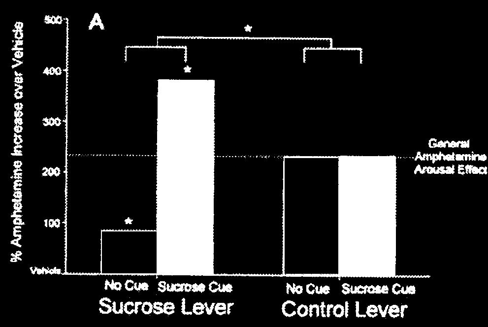 Wyvell & Berridge, 2000 oberes Diagramm: bei lokaler Amphetamingabe betätigen Ratten einen Hebel, der vorher Nahrung herbeibrachte, häufiger, obwohl jetzt keine Futtergabe mehr damit verbunden ist.