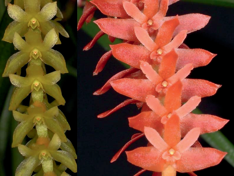 Jim Cootes A New Dendrochilum (Orchidaceae) species from the Philippines The importation of orchid plants from the Philippines is always a bit of an adventure.