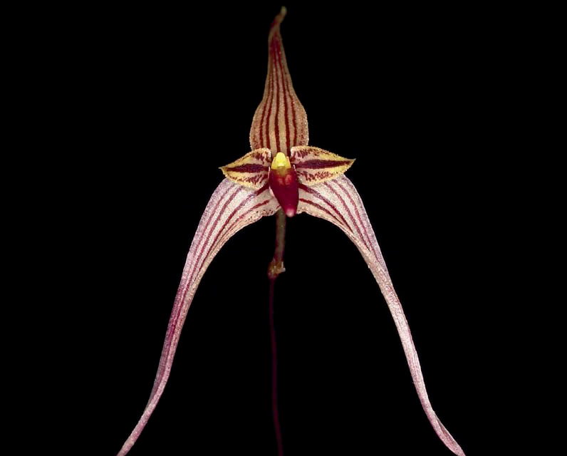Comparison: Bulbophyllum rubrolingue Cootes & R.