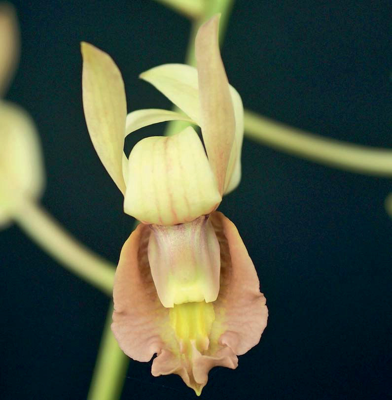Heft 4 2015 hat eine kahnförmige Lippe und die Kiele setzen sich fast bis zur Spitze durch; bei Dendrobium conanthum enden die Kiele auf der Mitte der Lippe.