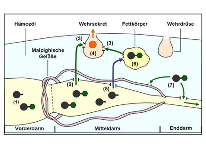 Schem atische Darstellung des Netzwerkes von Transportprozessen. Glucoside und ihre Agluca gelangen m it der Nahrung in den Verdauungstrakt (1).