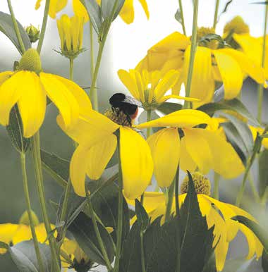 GESUND & FIT TOP TiPPs MAI JUNI 2016 30 Vorsicht: Wespen, Bienen & Co! In den schönen warmen Monaten plagen uns leider auch Wespen, Bremsen und andere Stechinsekten.