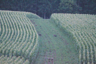 Landwirtschaftliche Strategien Unterstützung der Schwarzwildbejagung durch die Grundbesitzer o Einrichtung eines Meldesystems für Sichtungen, Spuren und Schäden, damit Jäger sofort reagieren können