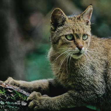Sie leben zurückgezogen, versteckt 02 Wildkatzen Steckbrief Aussehen Ähnlich einer wildfarbenen Hauskatze, aber buschiger Schwanz mit dunklen Ringen und stumpfem, schwarzen Ende.
