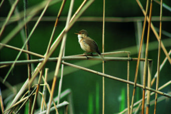 3.2. Vergleich mit den ökologischen Zielen Im Pflegeplan für die Biotope im Golfpark sind u.a. die ornithologischen Ziele wie folgt festgehalten: 6-8 Jahre nach Eröffnung des Golfparks (d.h. ums Jahr 2010) sollen folgende Arten im Golfpark nachgewiesen werden können: 25 Vogelarten als Brutvögel (d.