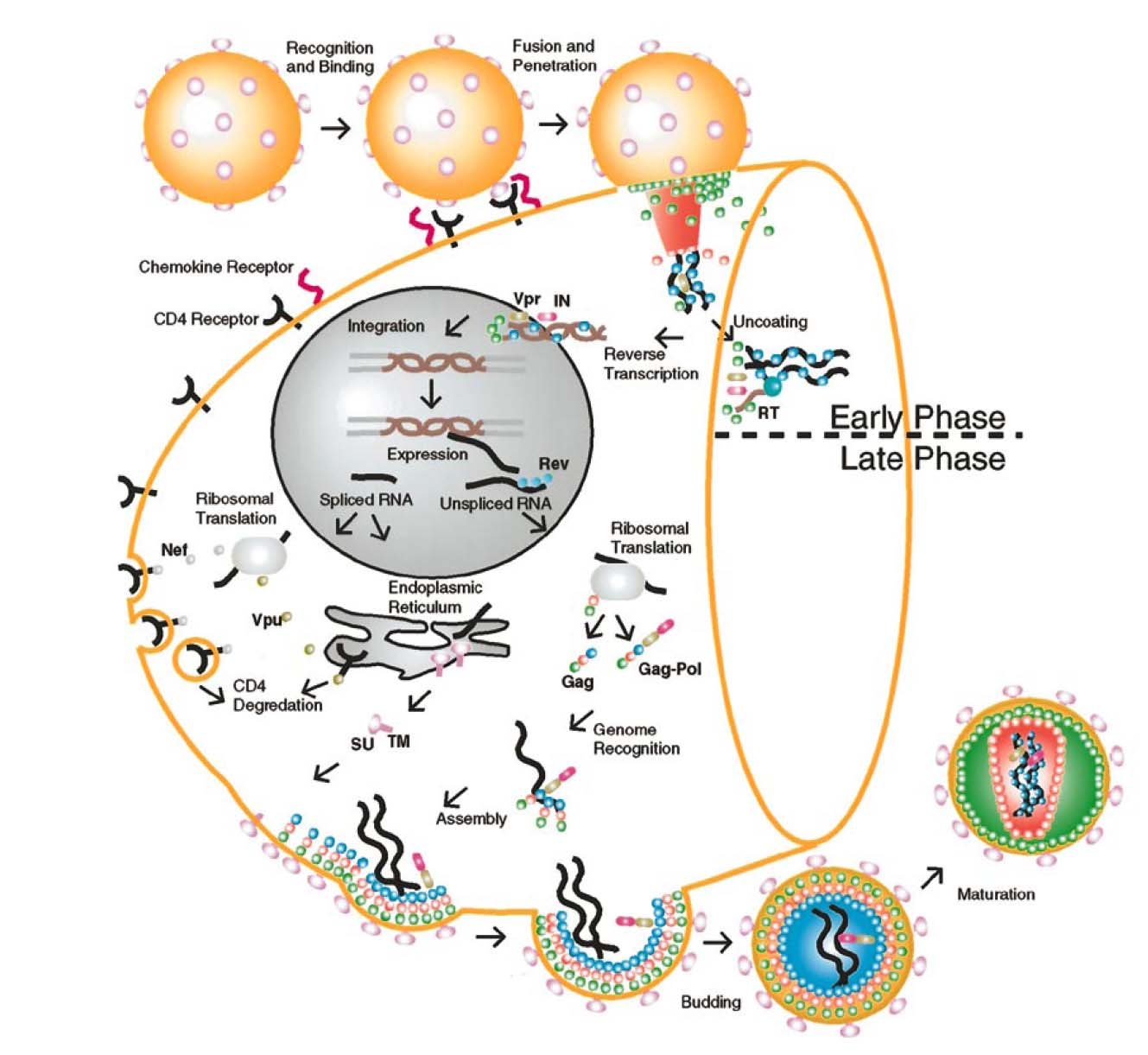Einleitung 11 viralen Gag Strukturproteine und Pol Enzyme, der Oberflächenproteine Env und weiterer akzessorischer Proteine. Die Virionen werden an der Plasmamembran assembliert.