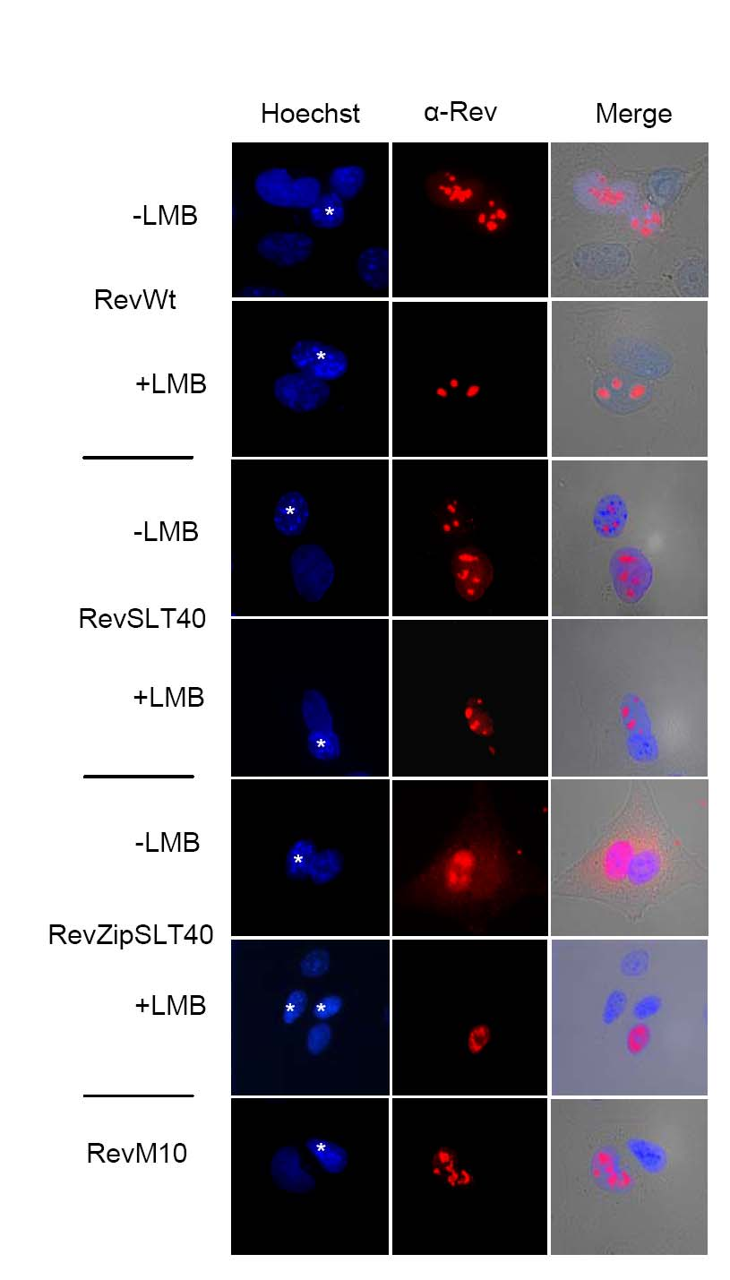 Ergebnisse 61 Abbildung 17: CRM1-abhängiger nukleozytoplasmatischer Transport von Rev Mutanten. Heterokaryonassay mit Rev Mutanten und Inhibition des CRM1 Exports durch LMB.