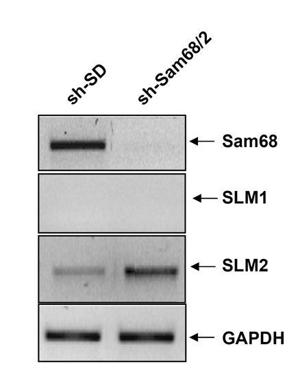 Ergebnisse 77 SLM2 verwendet (Wang et al., 2002b; Cohen et al.