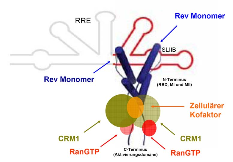 Diskussion 87 CRM1/RanGTP die Rev Multimerisierung verstärkt wird und auf der anderen Seite das Rev- NES den CRM1/RanGTP Komplex stabilisiert.