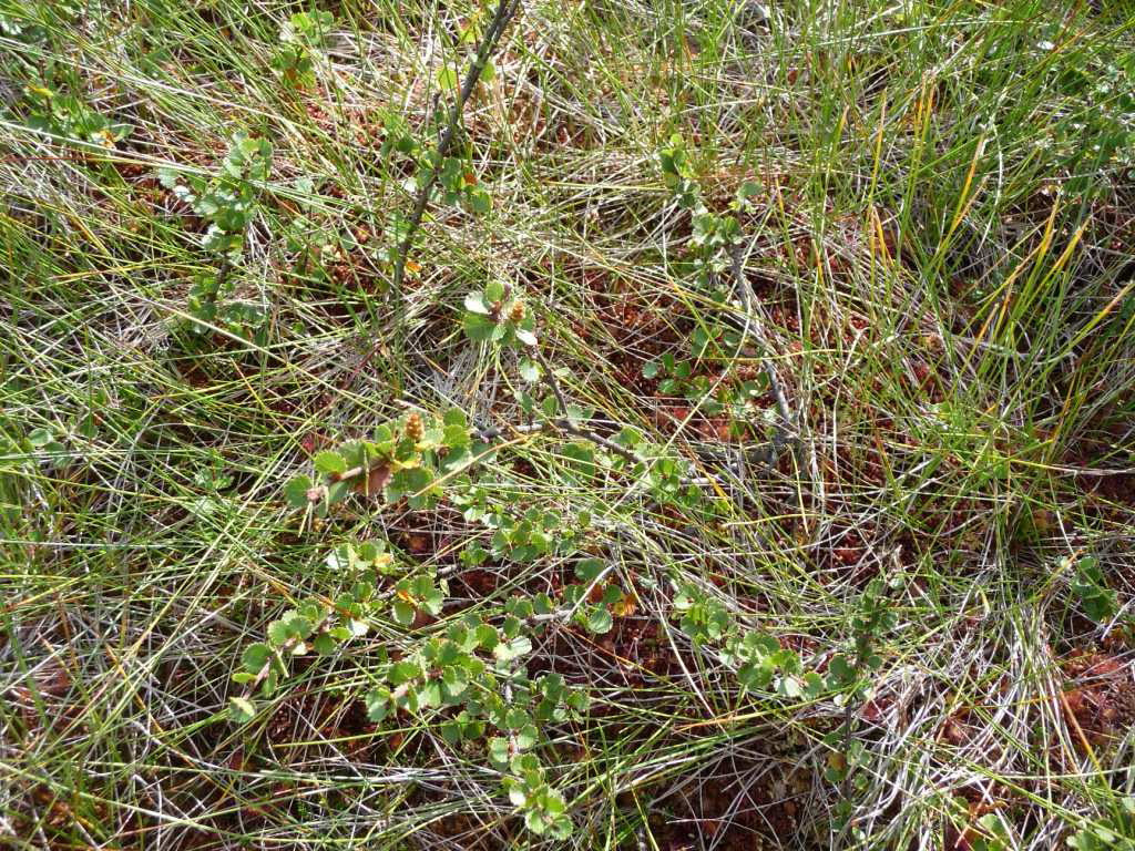 Begründung Auswahl für das Monitoring Es handelt sich bei Betula nana um eine floristische Rarität mit extremen Lebensraumansprüchen, die bei uns selten bis sehr selten vorkommt und deren Erhaltung
