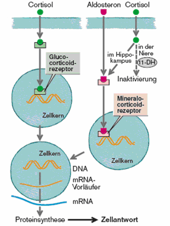 38 Literaturübersicht Abb. 2.6 Wirkungsmechanismus der Steroidhormon-Rezeptoren (KLINKE und SILBERNAGEL 2001). Die Wirkungen der Glukokortikoide innerhalb des Gesamtorganismus sind vielfältig.