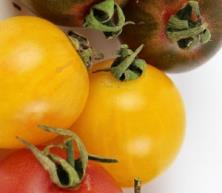 Cerise noire (Biosaatgut) 113 Sehr attraktive Tomatensorte mit kleinen Früchten bei einem Fruchtgewicht von 50 bis 60gr.