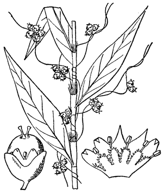 Nahrungssuche Nahrungssuche Cuscuta pentagona ist keine normale Pflanze.