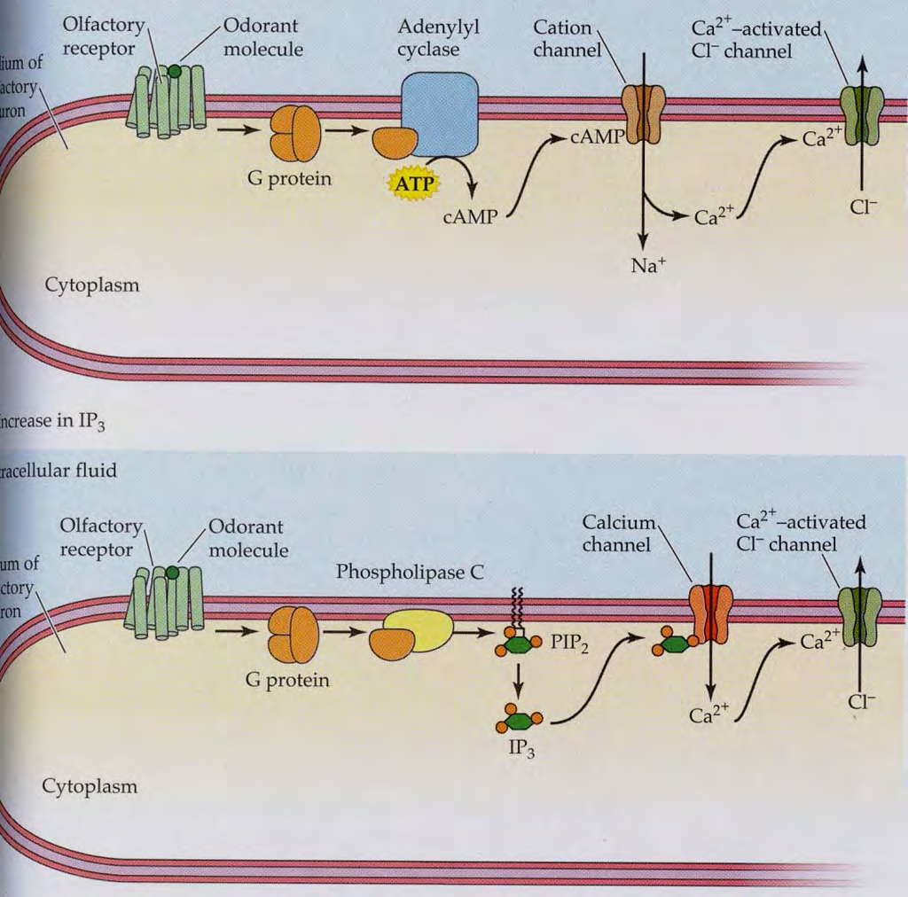 Olfaktorische Transduktion In Membranen der Cilien Duftrezeptoren (OR) Metabotroper Rezeptor Zwei Signalwege: 1.
