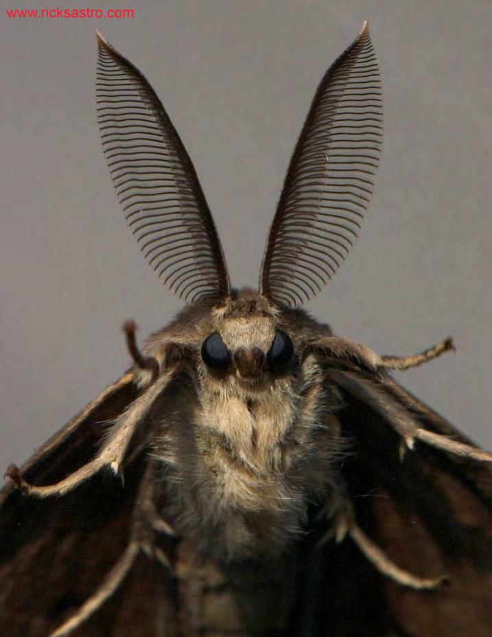Riechen bei Insekten Kommunikation, Nahrungssuche, Eiablage Teilweise extreme Empfindlichkeit Antennen
