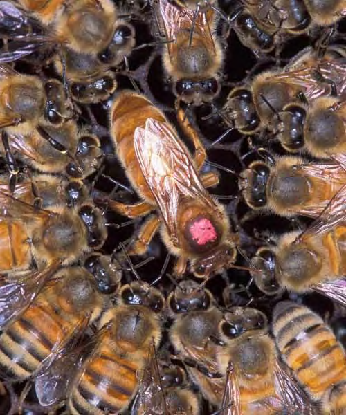 Sozialpheromone bei Honigbienen Königinnenpheromon aus den Mandibeln: Queen mandibular pheromone (QMP) Reguliert Arbeiterinnen Larvenaufzucht, Wabenbau usw.