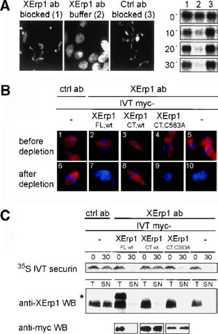 XErp1, a novel inhibitor of APC/C activity Figure 2. XErp1 accumulates during oocyte maturation and is destroyed upon CSF release.