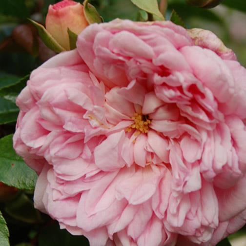 Paul Noël Alte Rose Rambler lachsrosa stark gefüllt, ca. 40-50 Petalen 3 4 cm, in kleinen Büscheln zu 2-3 Stk.