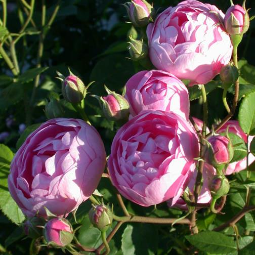 Raubritter Romantik-Rose rosa gefüllt, kugel- ballförmig 5-6, einzeln/ in Büscheln zart + / einmalblühend über robust rund, rosa stark, dicht, breitbuschig, langtriebig mittelgross, dunkelgrün, matt