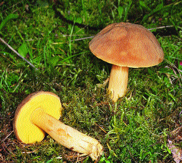 Weiterhin auf dem Rückzug: Ziegenlippe Xerocomus subtomentosus (Leccinum scabrum), Rotkappen (Leccinum rufum) oder auch der Safranschirmpilze (Macrolepiota rachodes).