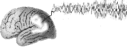 Typen der EEG-Aktivität Hans Berger (1924 / 1929): elektrische Potentiale auf der Kopfhaut messbar rhythmische