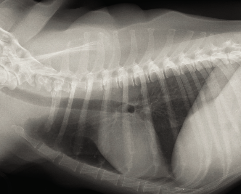 State-of-the-Art: Endokrinologie Abb. 3: Röntgenbild des Thorax bei einem Mischlingshund (9 Jahre, männlich-kastriert) mit Hypoadrenokortizismus.
