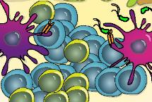 Kompartimente und Schlüsselfiguren der Translokation sowie Wirtabwehr Review Intestinal microbiota Outer mucus I Antimicrobial biiall peptidess Inner mucus 2 PRR PRR PRR 1 Microbial M ic products p