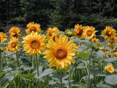 Allelopathische Wirkstoffe Sonnenblume Einjähriger Beifuß Wirkung über aktive Pflanzen oder Mulch (Fruchtfolge) Extraktion und Applikation der wirksamen Substanzen Wirkungsweise und