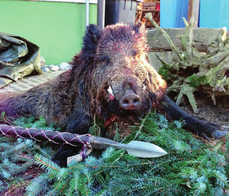 Nochmal Schwein gehabt Ein außergewöhnliches Jagderlebnis im November 2013 auf der Schwäbischen Alb.