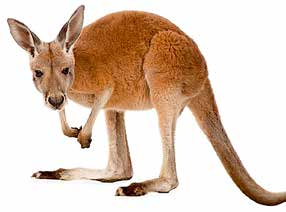 Das Känguru A4 Aufgabe: Lies den Text durch und füll die Lücken aus. Die Wörter findest du hier: Hinterbeinen, Autos, Vorderfüsse, Gefahr, Beuteltiere Es gibt viele verschiedene Känguruarten.