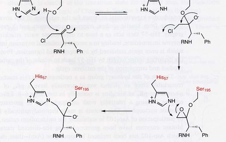 Alle vorgestellten Proteasen lassen sich mit Inhibitoren blockieren, die die tetraedrische Zwischenstufe als eine Art transition-state Inhibitor nachahmen.