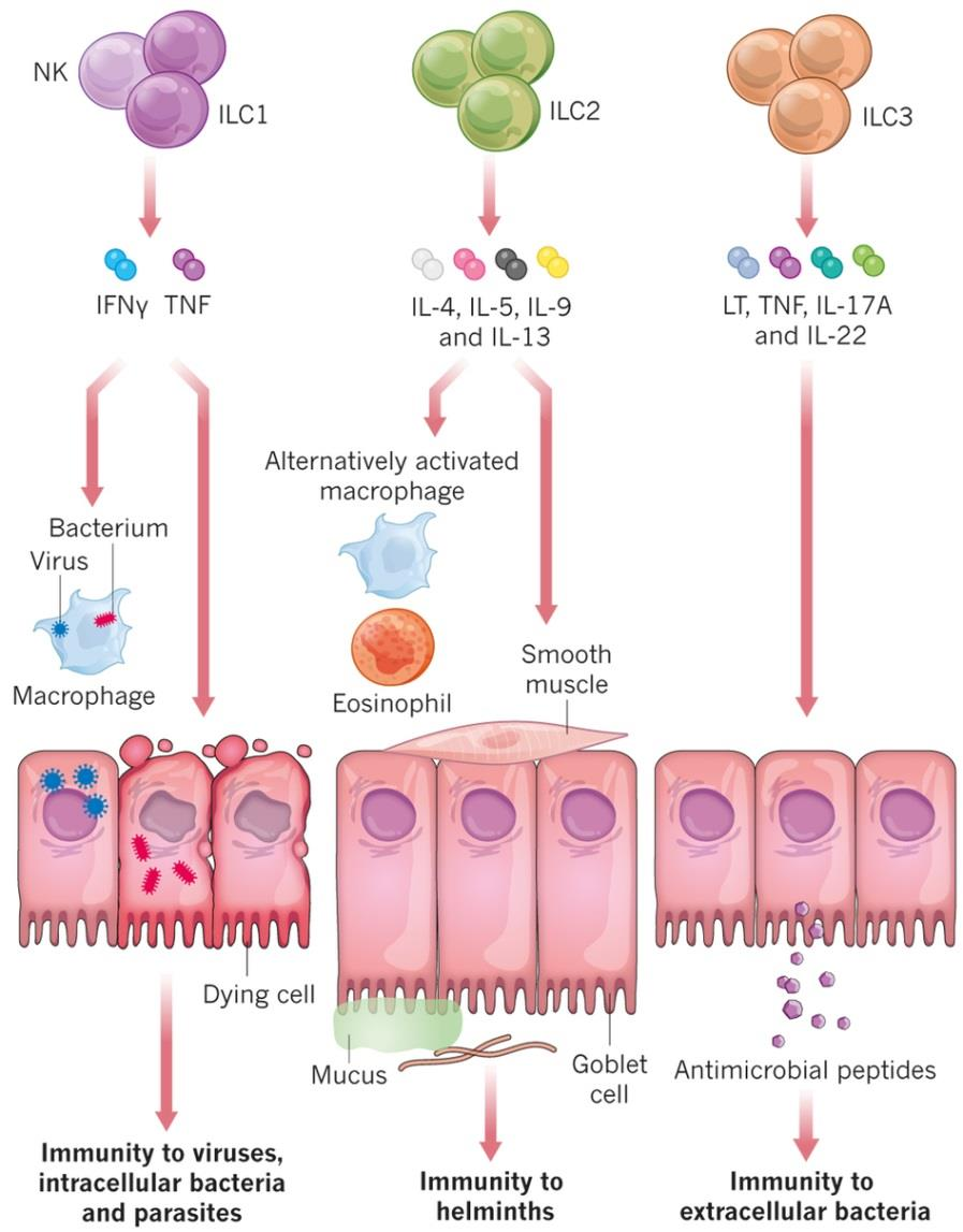 ILC: Lange übersehen ILC2 sind das Gegenstück zu T H 2 Zellen, nur ohne T-Zell Rezeptor. Sie produzieren die typischen Cytokine IL-4, IL-5 und IL-13.
