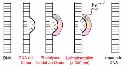 mit dem entsprechenden Nukleotid binden, und somit wird das DNA-Molekül repariert (Abbildung 6).