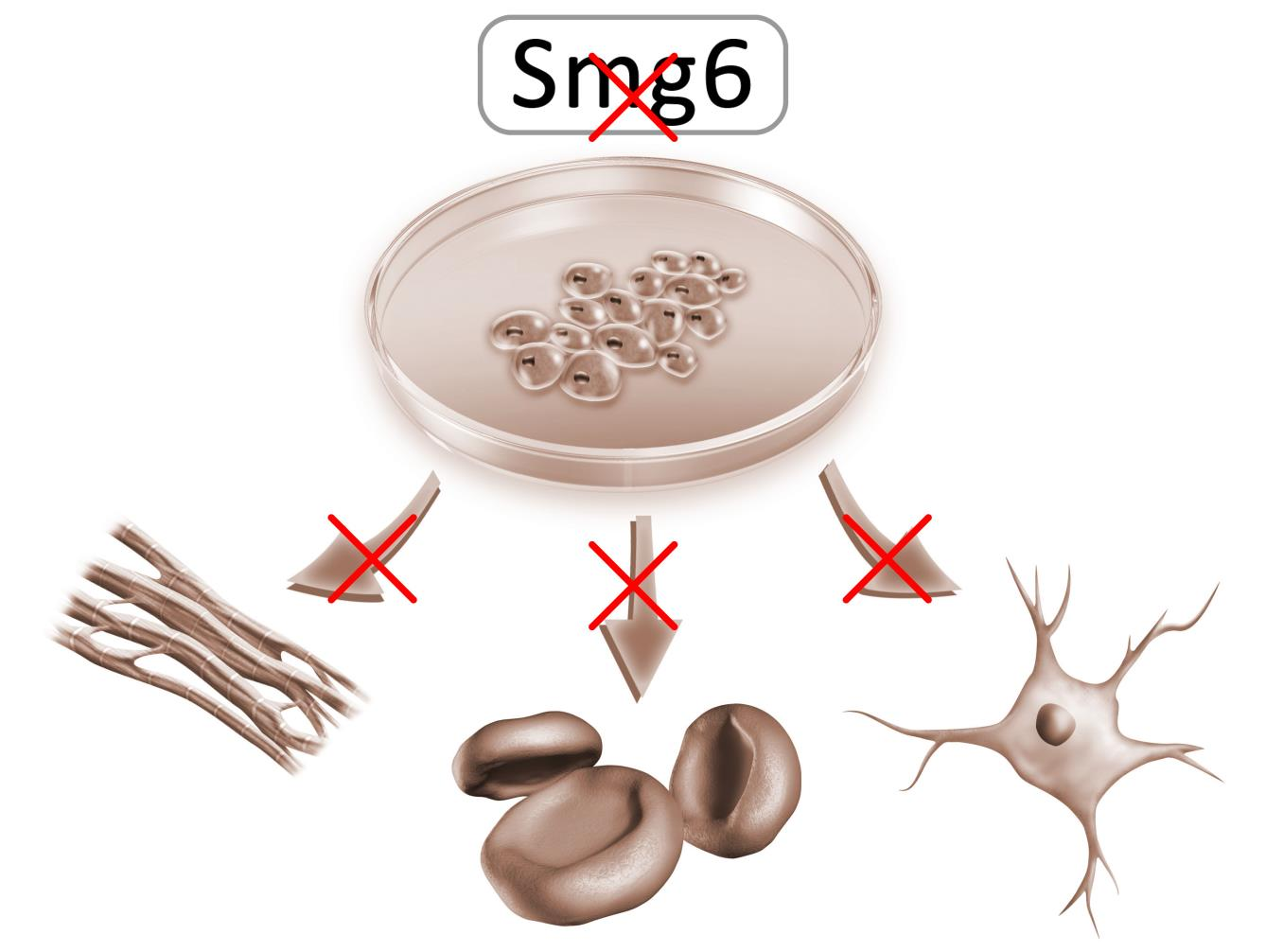 Bild 1 Der Verlust der Endonuklease Smg6 des NMD-Kontrollmechanismus hat Einfluss auf die embryonale Entwicklung, denn er blockiert die Differenzierung embryonaler Stammzellen.